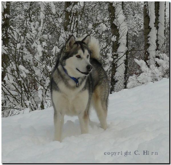 Sheena 11-2008.jpg